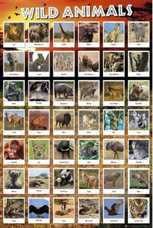 Animals - Wild