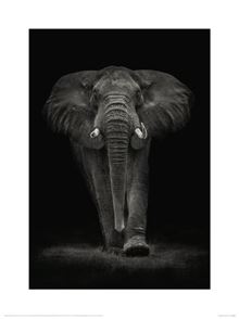 Mario Moreno - Ngorongoro Bull