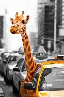 Giraffe - Nyc Taxi Cab